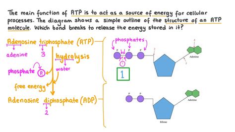 Adenosine Diphosphate Structure