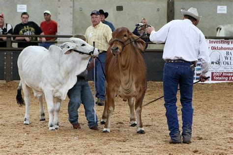 Oklahoma State Fair | TravelOK.com - Oklahoma's Official Travel & Tourism Site