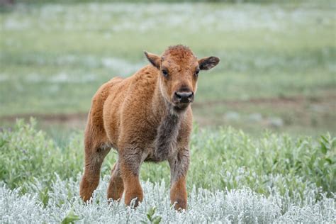 Bison Calf - Sean Fitzgerald Photography