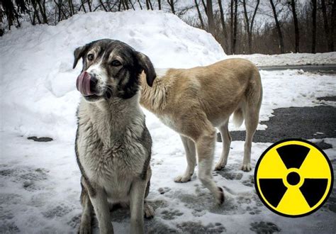 Dogs in Chernobyl exclusion zone, radioactive and funny (With images) | Dogs, Chernobyl, Wild dogs