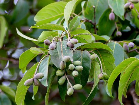 Haritaki (Terminalia chebula) Herb Ayurvedic Overview - Deep Ayurveda