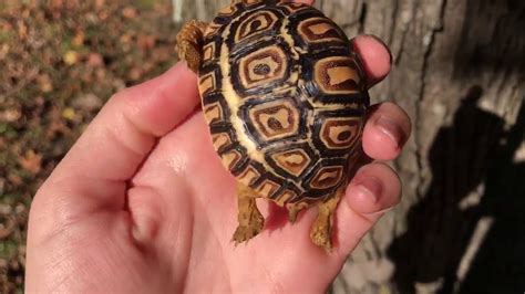 Baby leopard tortoise for sale from Tortoise Town - YouTube