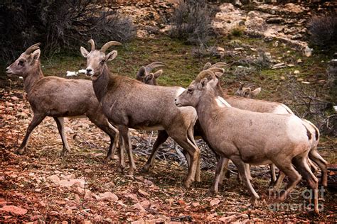 Female Desert Bighorn Sheep Photograph by Bob Hislop