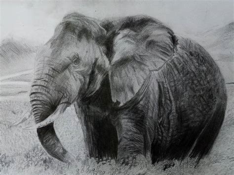 Elephant Pencil Shading | ubicaciondepersonas.cdmx.gob.mx