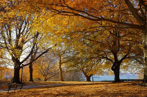 17 best spots to see fall foliage in NYC | 6sqft