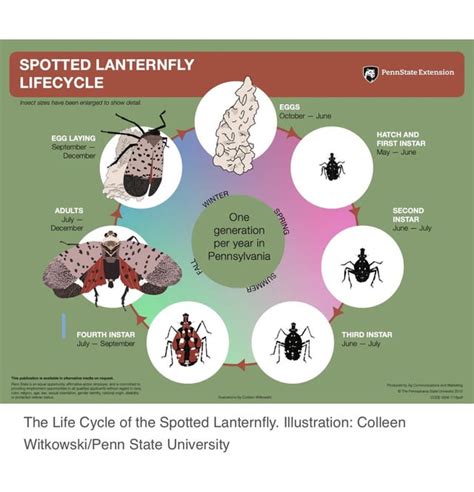 Spotted Lanternfly eggs have started hatching, just saw the “first instar” stage in Bushwick ...