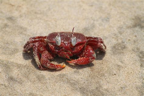 Red Crab · Free Stock Photo