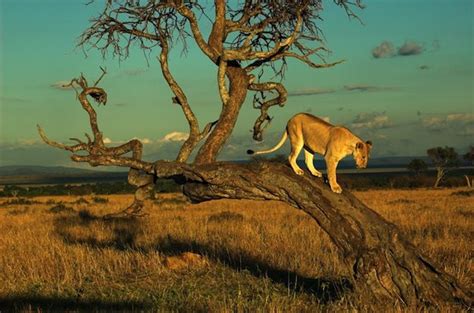 Lioness in their natural habitat, African savanna. Description from ...