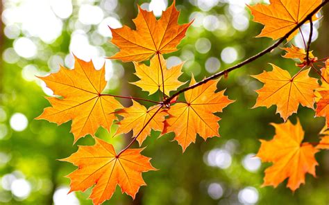 Yellow maple leaves, autumn, bokeh wallpaper | nature and landscape ...