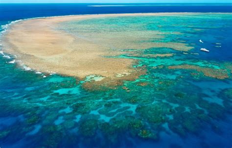 Do Coral Reefs Produce Oxygen Techiescientist | techscient