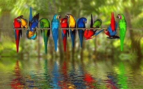 Many colored birds over the water - Reflections colors Wallpaper Download 1680x1050