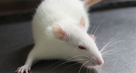 Laboratory Rats Gaining in Biomedical Research | Eureka blog