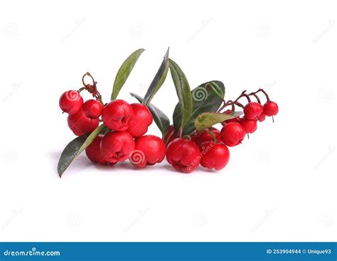 Wintergreen Berries with Foliage on White Background Wintergreen Berries with Foliage Stock ...