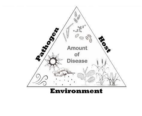 Disease Development - Field Crop Diseases Victoria | Field Crop ...