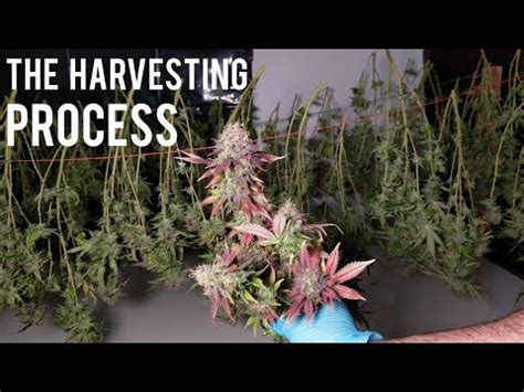 HARVESTING, DRYING, CURING CANNABIS MARIJUANA – Cannabis Examiners