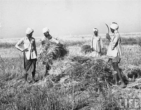 Indian Farmers Harvest Wheat in Uttar Pradesh - April 1952 - Old Indian ...