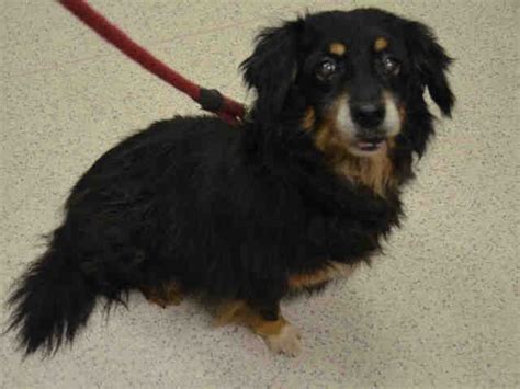 SUPER URGENT Manhattan Center POLONIA – A1039880 SPAYED FEMALE, BLACK / BROWN, BORDER COLLIE ...