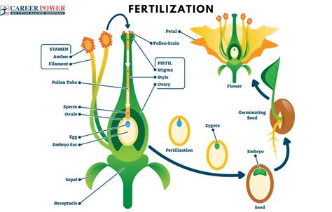 Fertilization in Plants, Definition, Process and its Types