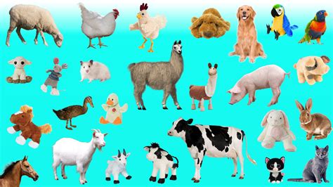 Farm Animals Names For Kids