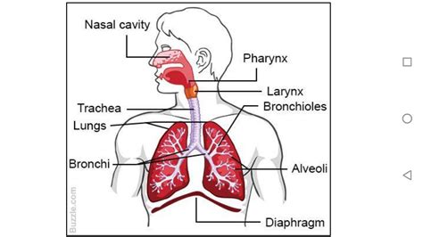 Draw A Labelled Diagram Showing The Human Respiratory - vrogue.co