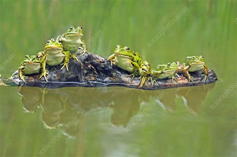 Edible frogs on a log - Stock Image - C014/3025 - Science Photo Library