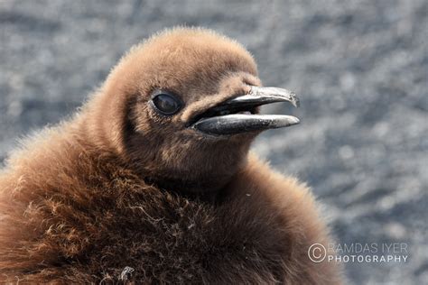 South Georgia Wildlife – Ramdas Iyer Photography