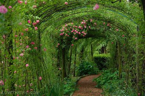 magical garden - Google Search | Magical garden, Garden arches, Garden ...