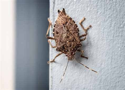 Invasive stink bugs are back: What to do about them