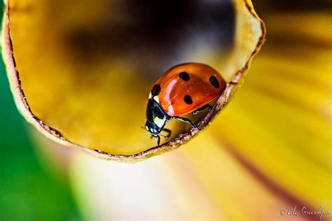 50 Beautiful Examples of Macro Photography - The Photo Argus