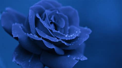 Blue Rose Wallpapers Images Photos Pictures Backgrounds