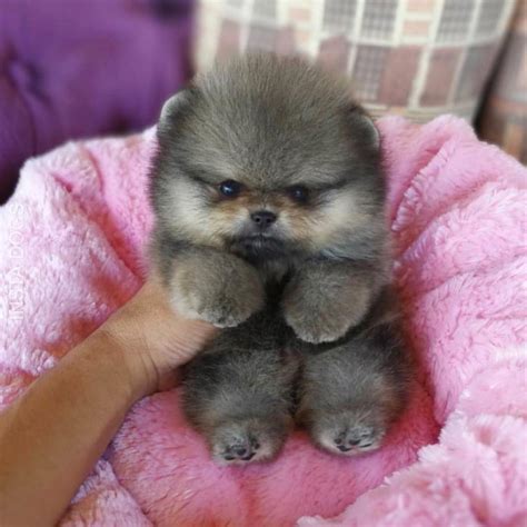 20 Pics Of Chunky Puppies That Look Exactly Like Teddy Bears | Dogs Addict