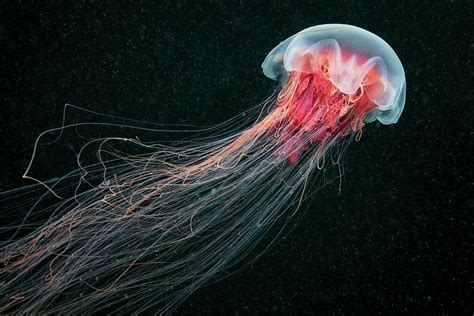 Lion's Mane Jellyfish Photograph by Alexander Semenov - Pixels