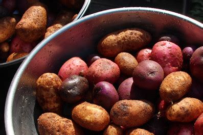 potato harvest: red, purple, white | woodleywonderworks | Flickr