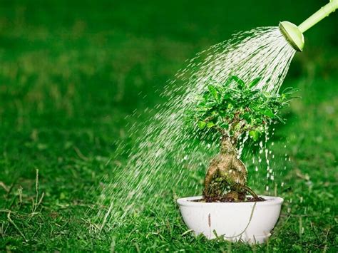 How to Water a Bonsai Tree - Full Guide | Hooked on Bonsai