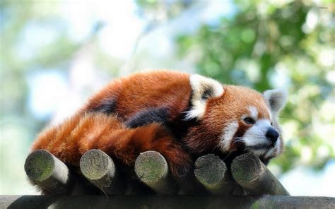 Red panda [3] wallpaper - Animal wallpapers - #23468