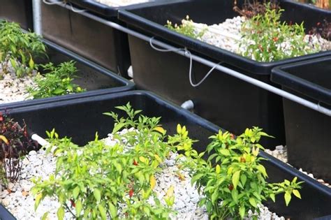 Aquaponics Grow Bed Depth – What You Need to Know - AquaponicsEasy