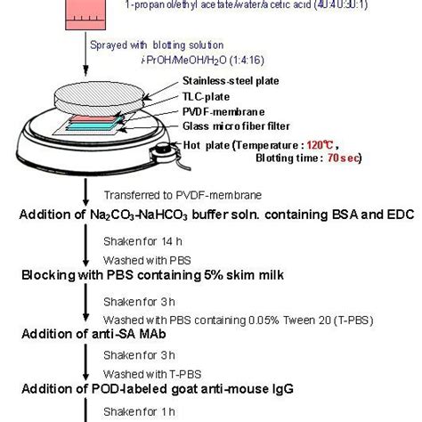 (PDF) WESTERN BLOT TECHNIQUE