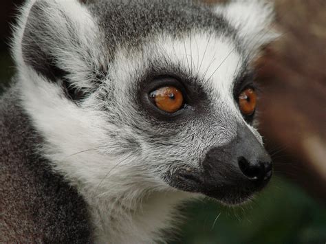 Top 10 Facts About Lemurs – Lemur Conservation Network