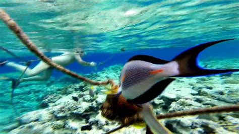 Makadi Bay Red Sea snorkeling Egypt - YouTube