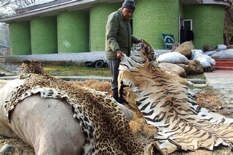 Amazon, eBay involved in illegal wildlife trade: Indian government ...