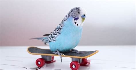 Budgie Toys under 2$ Every Budgie owner should have this! | Budgie toys, Parakeet toys, Budgies