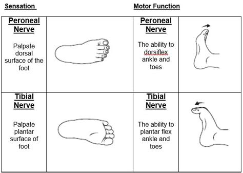 Tibial Nerve:Course,Motor & Sensory Innervation » How To Relief