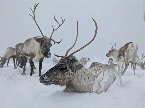 Mountain Equipment – The Cairngorm Reindeer Herd