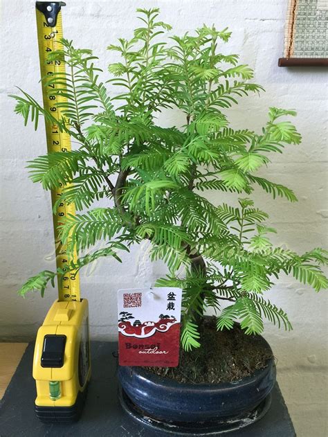 Dawn Redwood Tree: A Living Fossil with Remarkable Resilience