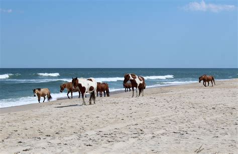 Assateague Island National Seashore has wild horses. | Assateague ...