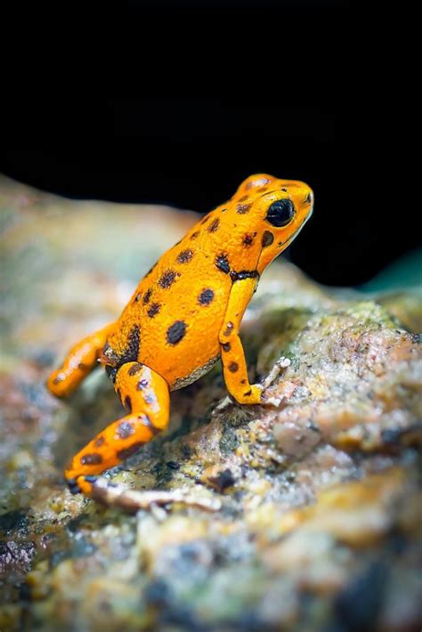 Scientists Discover New Species of Pumpkin Toadlet With Rounded Snout | Nature World News