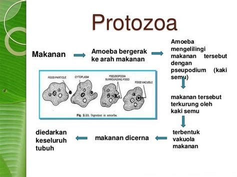 Sistem Pencernaan Hewan