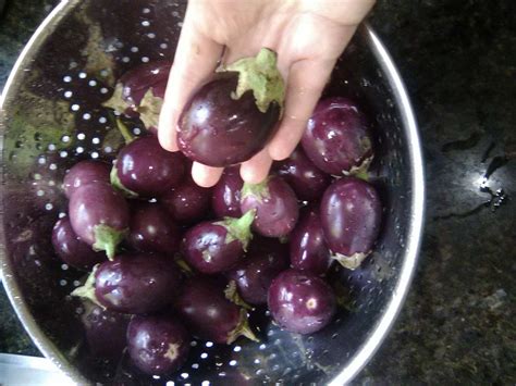 How eggplant got their name. Some of the original varieties from Asia ...