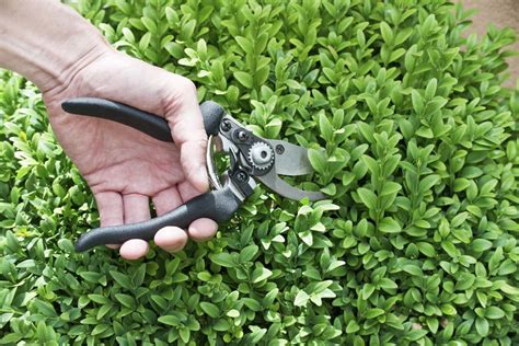 Holly Pruning: Find Out How To Trim A Holly Bush | Gardening Know How