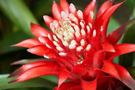 Bromeliad Care - A Complete Guide - Love Planting